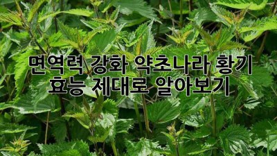 면역력 강화! 약초나라 황기 효능 제대로 알아보기